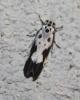 Ethmia quadrillella